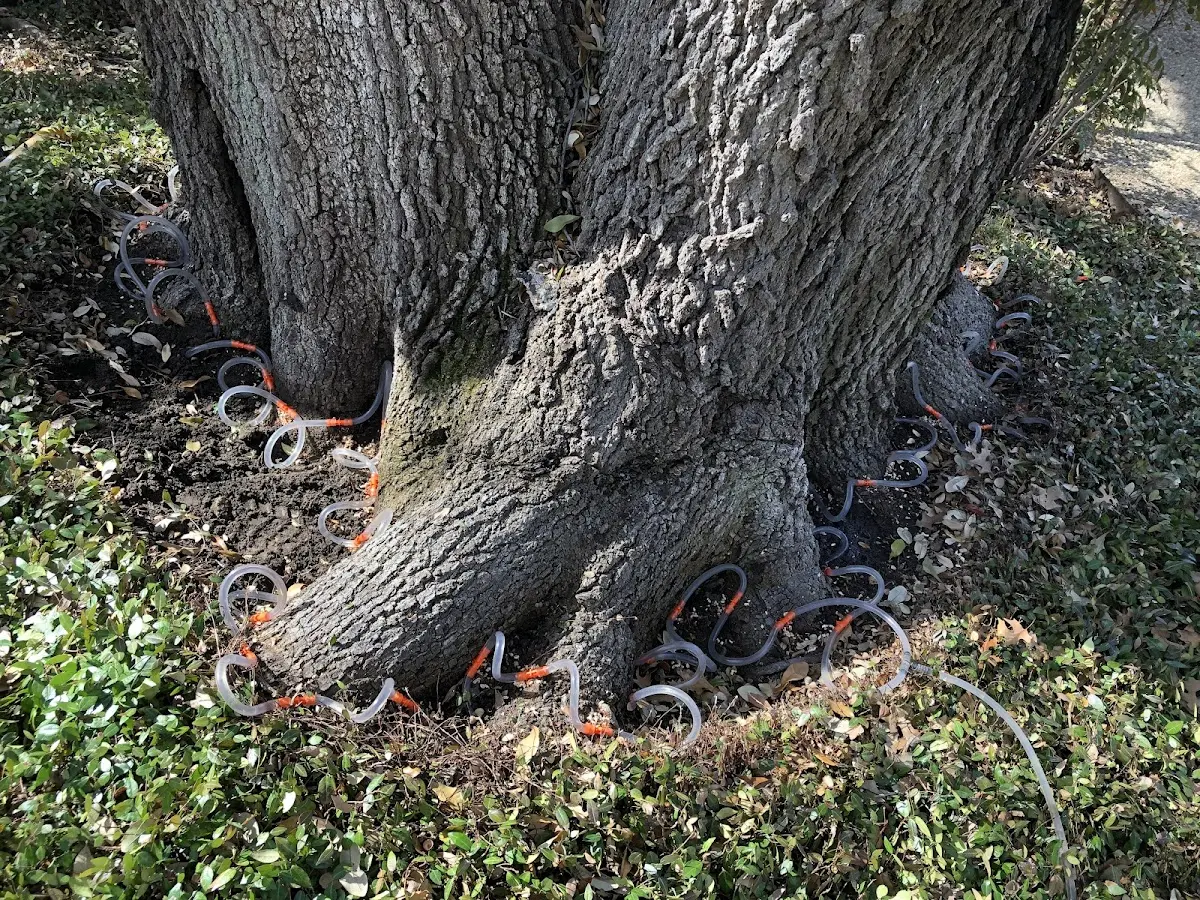 Detailed Tree Cabling and Bracing job site in De Tour Village
