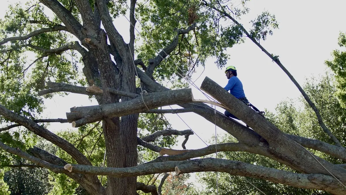 Professional Crown Thinning performed by certified arborists in De Tour Village
