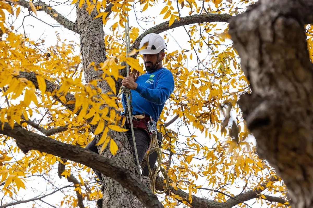 Skilled Tree Pruning crew working in De Tour Village