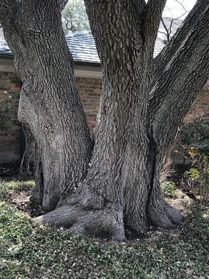 Mature heritage tree close to a De Tour Village property cared for by certified arborists